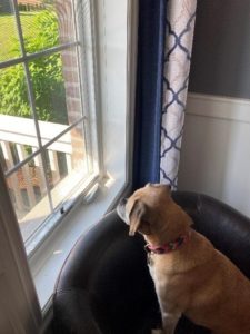A dog looking out the window